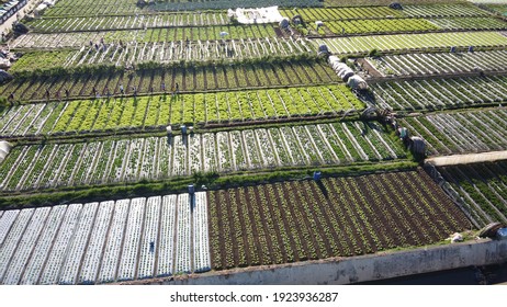 La Trinidad, Benguet- Strawberry Fields Aerial View