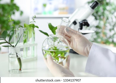 Lab assistant holding flask with leaves on blurred background, closeup. Plant chemistry