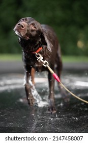 Lab Dog Bath Wash Sun