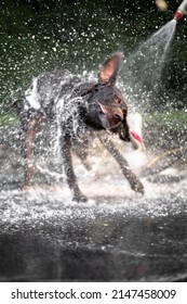 Lab Dog Bath Wash Sun