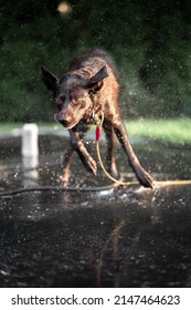 Lab Dog Bath Wash Sun