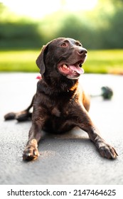 Lab Dog Bath Wash Sun