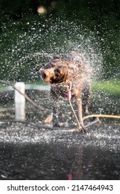 Lab Dog Bath Wash Sun