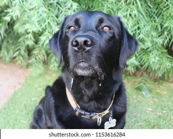 Lab Dog Drooling.