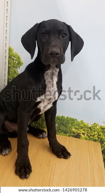 Lab Hound Mix Stock Photo Edit Now 1426905278