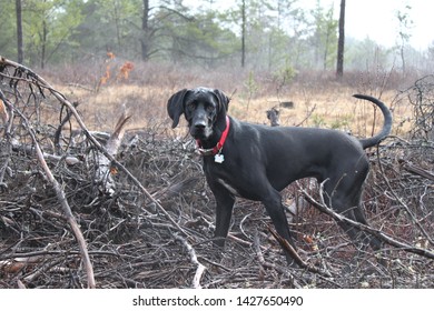 are lab hound mix good dogs