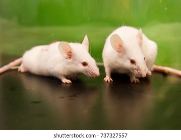 lab mice green background