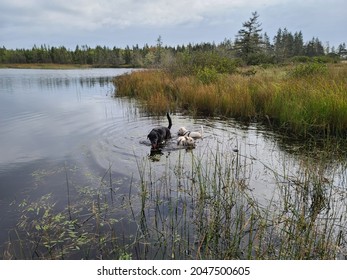 A Lab Mix Dog And Two West Highland Terriers Each Enjoying A Swim At A Lake On A Cloudy Day With Plenty Of Vegetation Growing Up Around It.