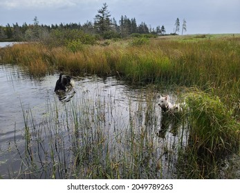 A Lab Mix Dog And Two West Highland Terriers Each Enjoying A Swim At A Lake On A Cloudy Day With Plenty Of Vegetation Growing Up Around It.