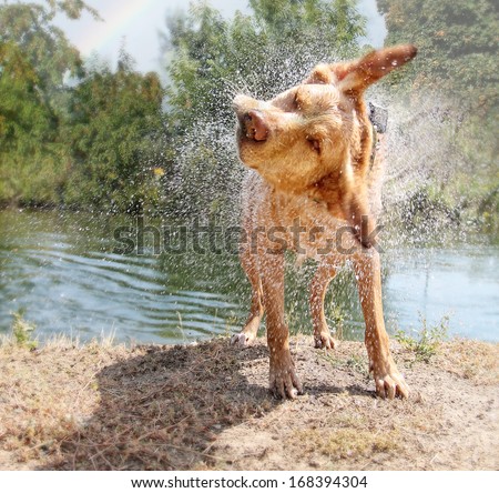 a lab mix shaking off water after swimming in a local river