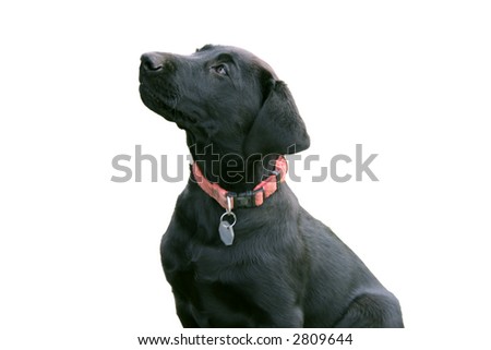 lab puppy isolated