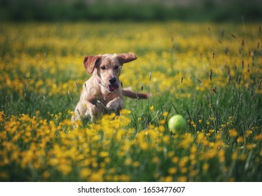 Lab Puppy Playing In The Fields