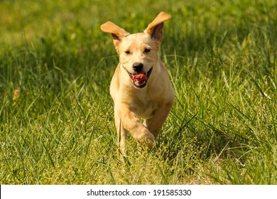 Lab Puppy Running