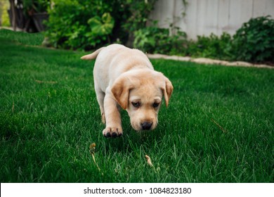 Lab Puppy Running In The Grass