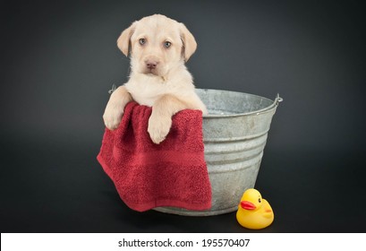 Lab Puppy Sitting In A Bath Tub With A Rubber Ducky On A Black Background With Copy Space.