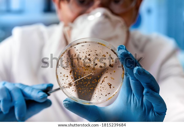 lab technician analyzing petri plate in the\
lab / microbiologist working with petri dish for analysis in the\
microbiology laboratory