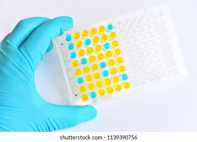 Lab Technician Holding ELISA Plate In Research Laboratory