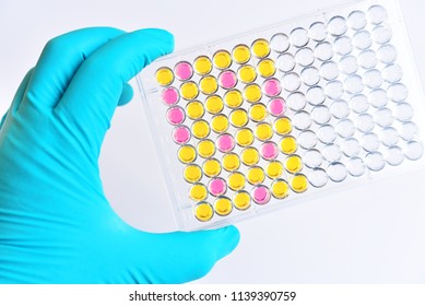 Lab Technician Holding ELISA Plate In Research Laboratory