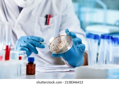 Lab technician researching with petri plate for analysis in the laboratory microscope. Microbiologist working and examining mold and fungal cultures in petri dishes in the microbiology laboratory - Shutterstock ID 2138346413