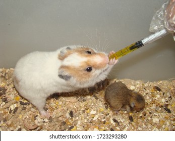 Lab Veterinarian Giving Vitamins To Syrian Hamster, Mom Hamster And Her Babies.
Veterinary Medicine, Vet.
Exotic & Laboratory Animals For Research.
Pet Clinic, Hospital.
Pets, Wildlife, Wild Animal