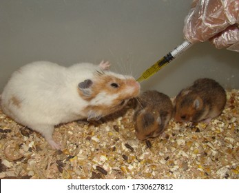 Lab Veterinarian Giving Vitamins To Syrian Hamster, Mom Hamster And Her Babies.
Veterinary Medicine, Vet.
Exotic & Laboratory Animals For Research.
Pet Clinic, Hospital.
Pets, Wildlife, Wild Animal