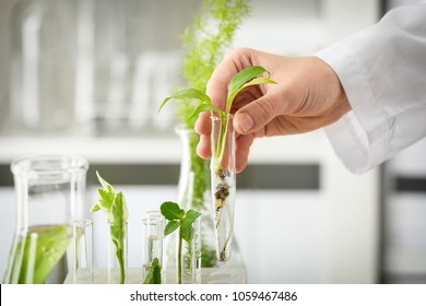 Lab Worker Holding Test Tube With Plant On Blurred Background, Closeup