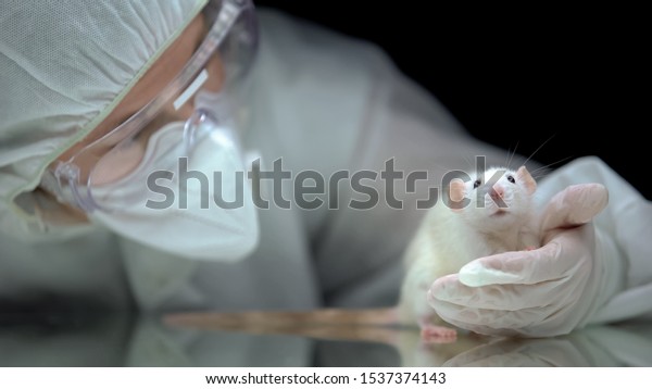 Lab worker screening rat behavior after\
experiment, illegal animal\
testing