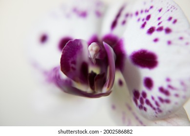 Labellum Of Orchid In Centrum Of Pictures