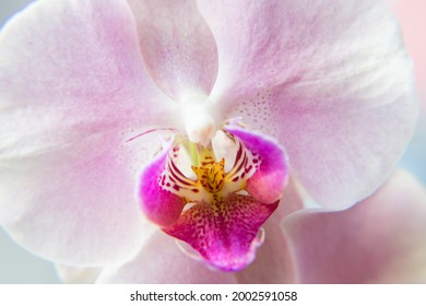 Labellum Of Orchid In White Sun