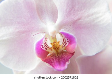 Labellum Of Orchid In White Sun