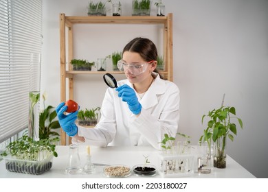 A Lab-Grown Cultured Vegetables: Tomatoes, Plants. Medical Female Scientist Working In A Modern Food Science Laboratory. Poison Detection