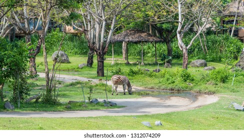 99 Bali safari marine park Images, Stock Photos & Vectors | Shutterstock