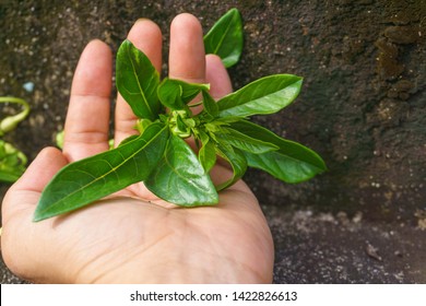 Labisia pumila flower or Kacip Fatimah on hand is a herb that is