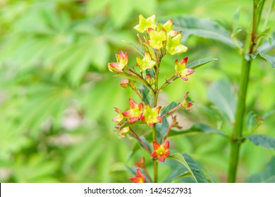 Labisia pumila flower or Kacip Fatimah  is a herb that is native to Malaysian rain forests, in which it's believed to contain benefits relating to women's health. selective focus