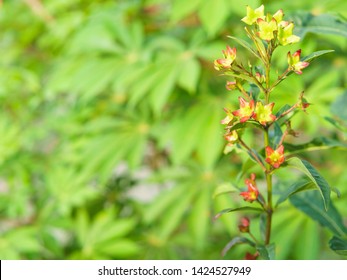 Labisia pumila flower or Kacip Fatimah  is a herb that is native to Malaysian rain forests, in which it's believed to contain benefits relating to women's health. selective focus