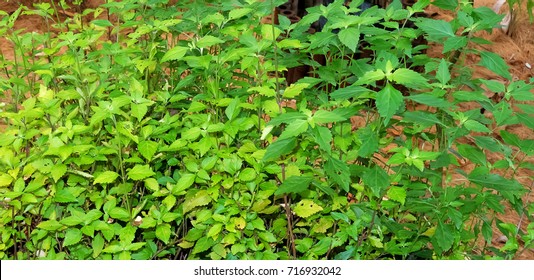 Labisia pumila or 'Kacip Fatimah' is a small rainforest leafy herbs plant contain medicinal substances traditionally used for enhancing women vaginal muscles and libido.