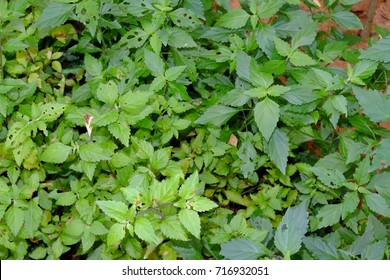 Labisia pumila or 'Kacip Fatimah' is a small rainforest leafy herbs plant contain medicinal substances traditionally used for enhancing women vaginal muscles and libido.