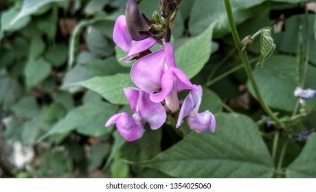 Lablab Purpureus Sweet Fabaceae Hyacinthbean