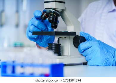 Laboratory Assistant In The Laboratory Of Of Food Quality.Cell Culture Assay.