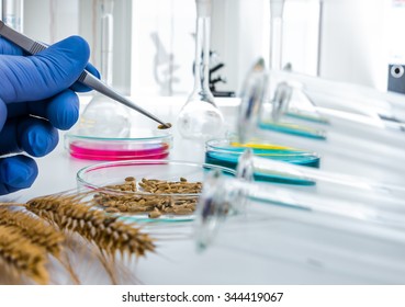 Laboratory Assistant In The Laboratory Of Of Food Quality.Cell Culture Assay To Test Genetically Modified Seed