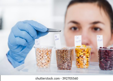 Laboratory Assistant In The Laboratory Of Of Food Quality.Cell Culture Assay To Test Genetically Modified Seed