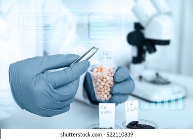 Laboratory Assistant In The Laboratory Of Of Food Quality.Cell Culture Assay To Test Genetically Modified Seed.