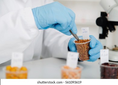 Laboratory Assistant In The Laboratory Of Of Food Quality.Cell Culture Assay To Test Genetically Modified Seed