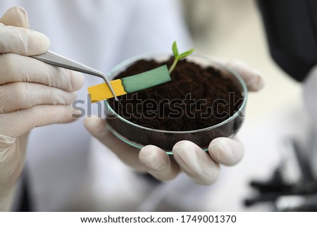 Laboratory assistant holding tongs for litmus paper. Litmus paper shows acidity, chemical analysis. Laboratory assistant analyzes soil. Technologist takes into account quality incoming raw materials