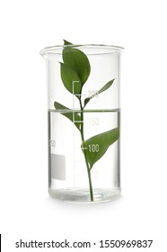 Laboratory Beaker With Plant On White Background