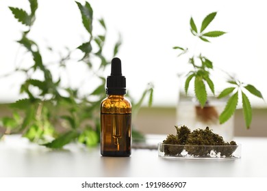 Laboratory CBD oil canister with natural background with hemp plants and dried flowers