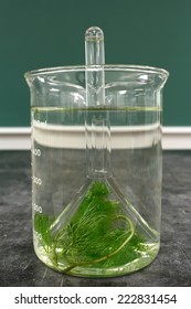 Laboratory Experiment: Observation Of The Phenomenon Of Respiration Of Aquatic Plant Cabomba (Converts Carbon Dioxide Into Oxygen)