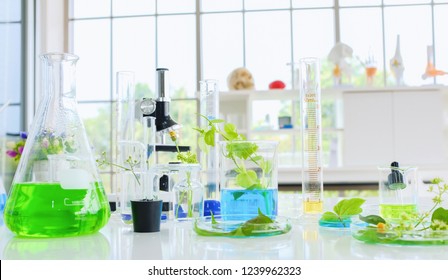 Laboratory experiment and research with leaf,oil and ingredient extract for natural beauty and organic cosmetic skincare product the blank bottle for label science concept. alternative medicine. spa.