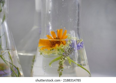 11,603 Flask Flower Images, Stock Photos & Vectors | Shutterstock