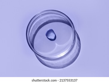 Laboratory glass petri dish with drop of water, serum, oil, beauty product. Natural medicine, cosmetic research, bio science. Concept of skincare and analysis. Dermatology. Flat lay, top view